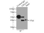 UBLCP1 Antibody in Immunoprecipitation (IP)