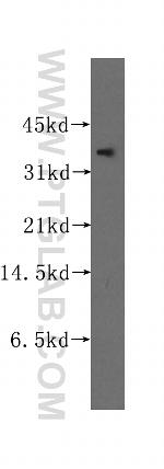 UBLCP1 Antibody in Western Blot (WB)