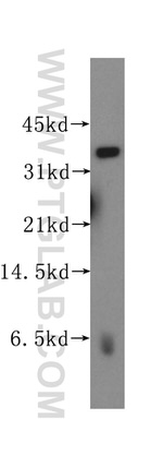 UBLCP1 Antibody in Western Blot (WB)