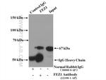 FEZ1 Antibody in Immunoprecipitation (IP)