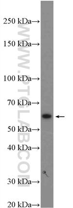 FEZ1 Antibody in Western Blot (WB)