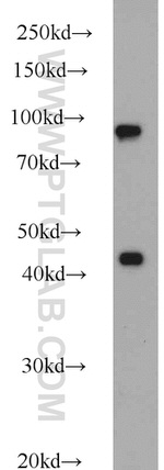 PBXIP1 Antibody in Western Blot (WB)