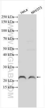 CNBP Antibody in Western Blot (WB)