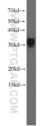 SPIN1 Antibody in Western Blot (WB)