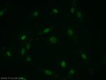 PTMS Antibody in Immunocytochemistry (ICC/IF)