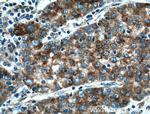PTPN9 Antibody in Immunohistochemistry (Paraffin) (IHC (P))