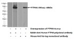 PTPN9 Antibody in Western Blot (WB)