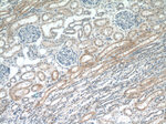 PADI2 Antibody in Immunohistochemistry (Paraffin) (IHC (P))