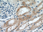 PADI2 Antibody in Immunohistochemistry (Paraffin) (IHC (P))