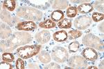 PADI2 Antibody in Immunohistochemistry (Paraffin) (IHC (P))