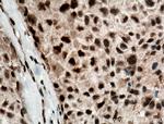 DPF2 Antibody in Immunohistochemistry (Paraffin) (IHC (P))