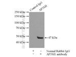 AP3M1 Antibody in Immunoprecipitation (IP)