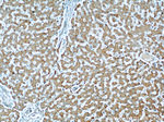LRDD Antibody in Immunohistochemistry (Paraffin) (IHC (P))