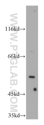 LRDD Antibody in Western Blot (WB)