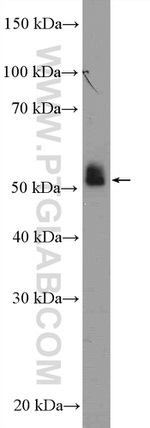 LRDD Antibody in Western Blot (WB)