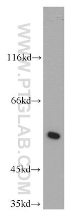 LRDD Antibody in Western Blot (WB)