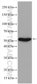 SLC16A5 Antibody in Western Blot (WB)