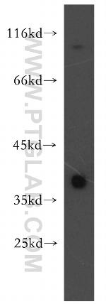 TSPAN5 Antibody in Western Blot (WB)