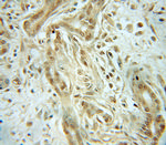 CHRAC1 Antibody in Immunohistochemistry (Paraffin) (IHC (P))