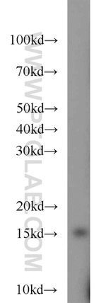 CHRAC1 Antibody in Western Blot (WB)