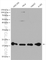 CHRAC1 Antibody in Western Blot (WB)