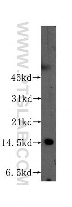 CHRAC1 Antibody in Western Blot (WB)