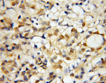SAP130 Antibody in Immunohistochemistry (Paraffin) (IHC (P))