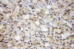 CREM Antibody in Immunohistochemistry (Paraffin) (IHC (P))