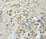 CREM Antibody in Immunohistochemistry (Paraffin) (IHC (P))