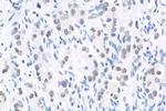 CREM Antibody in Immunohistochemistry (Paraffin) (IHC (P))