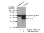 CREM Antibody in Immunoprecipitation (IP)