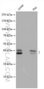 TIA1 Antibody in Western Blot (WB)