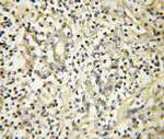 NXT2 Antibody in Immunohistochemistry (Paraffin) (IHC (P))