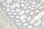 NXT2 Antibody in Immunohistochemistry (Paraffin) (IHC (P))