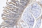 LSM6 Antibody in Immunohistochemistry (Paraffin) (IHC (P))