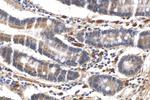 LSM6 Antibody in Immunohistochemistry (Paraffin) (IHC (P))
