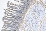 LSM6 Antibody in Immunohistochemistry (Paraffin) (IHC (P))