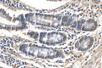 LSM6 Antibody in Immunohistochemistry (Paraffin) (IHC (P))