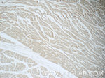 NCKAP1 Antibody in Immunohistochemistry (Paraffin) (IHC (P))
