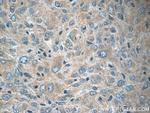 NCKAP1 Antibody in Immunohistochemistry (Paraffin) (IHC (P))