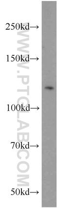 NCKAP1 Antibody in Western Blot (WB)