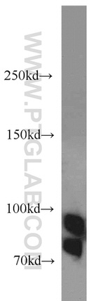 PRKCSH Antibody in Western Blot (WB)