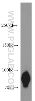 PRKCSH Antibody in Western Blot (WB)