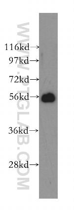 ATL1 Antibody in Western Blot (WB)