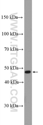 CCBL1/KAT1 Antibody in Western Blot (WB)