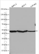 TCN2 Antibody in Western Blot (WB)