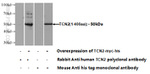 TCN2 Antibody in Western Blot (WB)