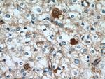 GPRASP2 Antibody in Immunohistochemistry (Paraffin) (IHC (P))