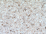 GPRASP2 Antibody in Immunohistochemistry (Paraffin) (IHC (P))
