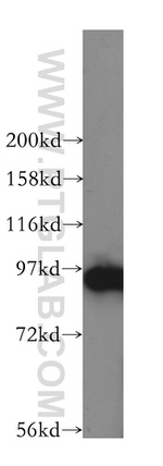 GPRASP2 Antibody in Western Blot (WB)